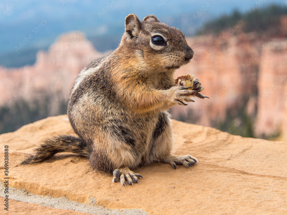 Streifenhörnchen (Tamias), Bryce Canyon National Park, Utah, USA Streifenhörnchen (Tamias), Bryce Canyon National Park, Utah, USA