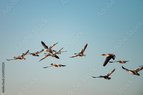 Several Greylag Goose flying through the air on a beautiful summer morning, in a protected nature reserve, breeding area, Volgermeerpolder, Amsterdam, The Netherlands, 