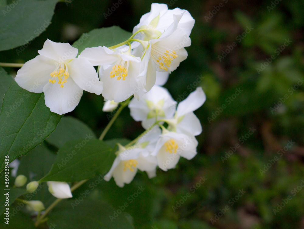 close-up of white jasmine flowers