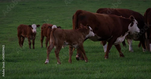 Cow calf walking beside mother in heard of cows grazing on field - wide shot