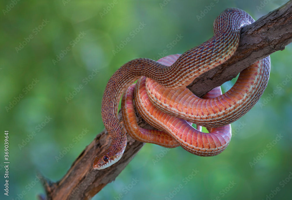 Obraz premium Dolichophis schmidti, known commonly as the red-bellied racer and Schmidt's whip snake, is a species of snake in the family Colubridae. The species is endemic to Western Asia.
