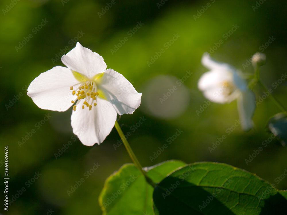 jasmine flower blossoming in sunny summer day, close-up photo
