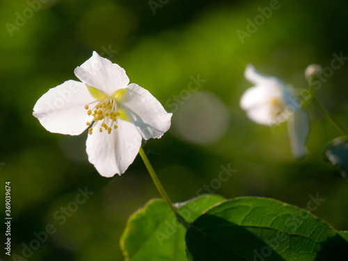 jasmine flower blossoming in sunny summer day, close-up photo