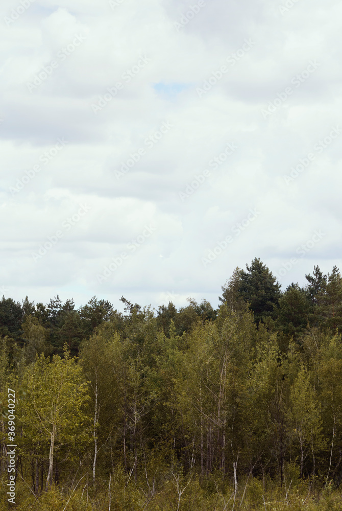 Autumn landscape with forest and cloud sky.