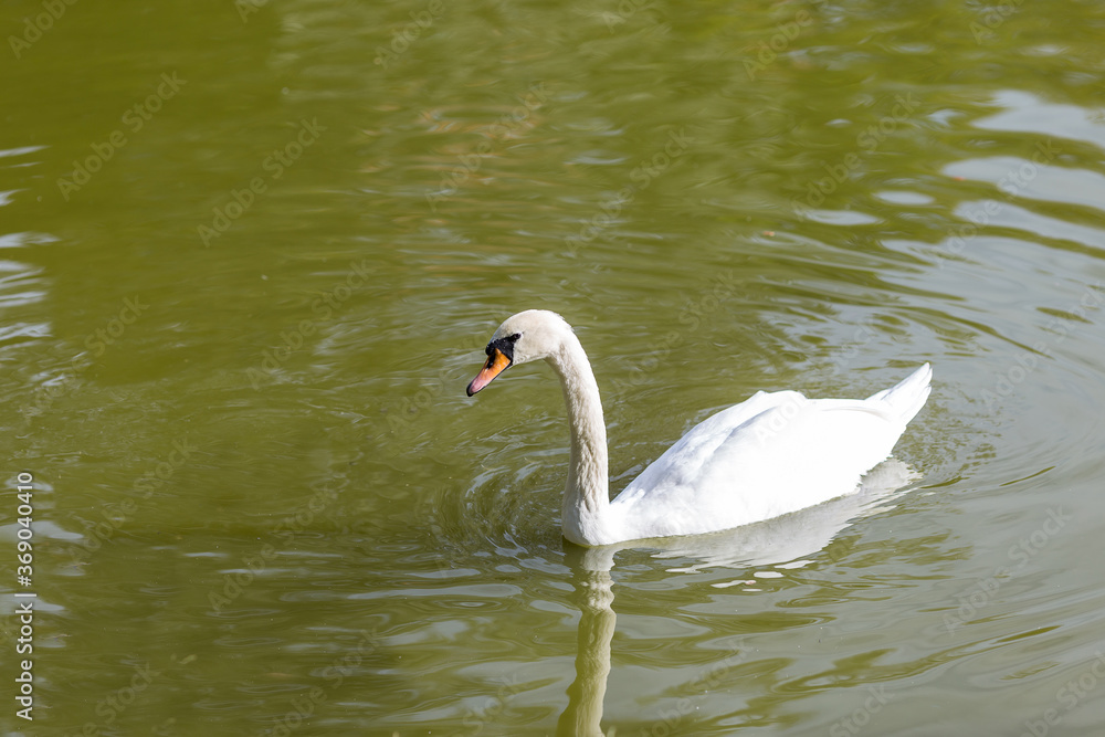Obraz premium swan on the lake