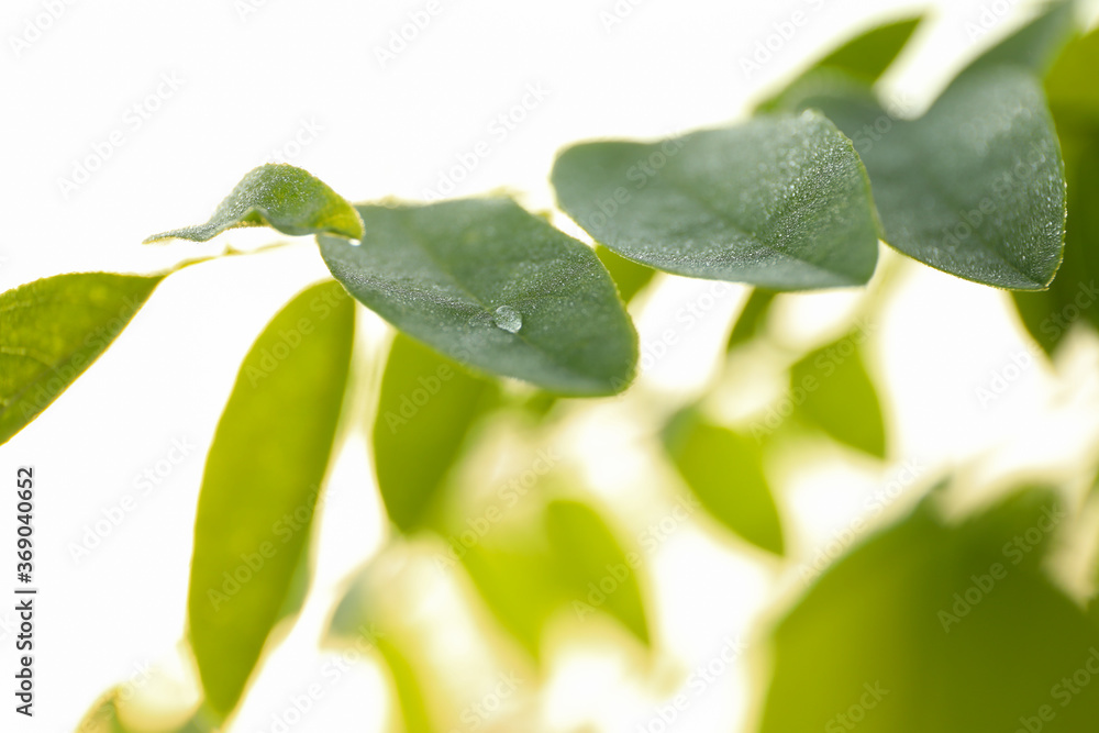 Plant with dew, close up. Beautiful summer morning Plant with dew, close up. Beautiful summer morning