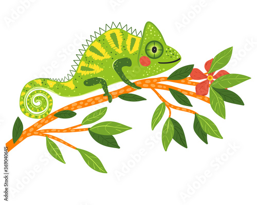 Green chameleon on the branch vector illustration.