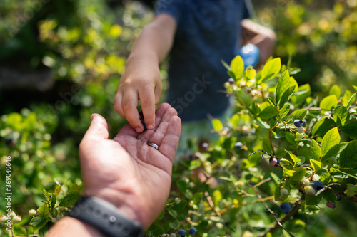 Little boy harvesting blueberries with his father © Jan