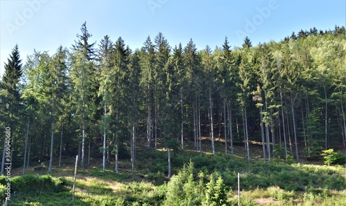 Fototapeta Naklejka Na Ścianę i Meble -  Las w górach 