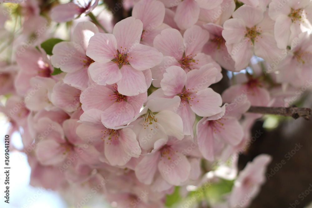 Close up of beautiful cute pink and white cherry blossoms (sakura), wallpaper background, soft focus