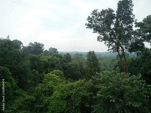 trees in the rainforest © Maliha