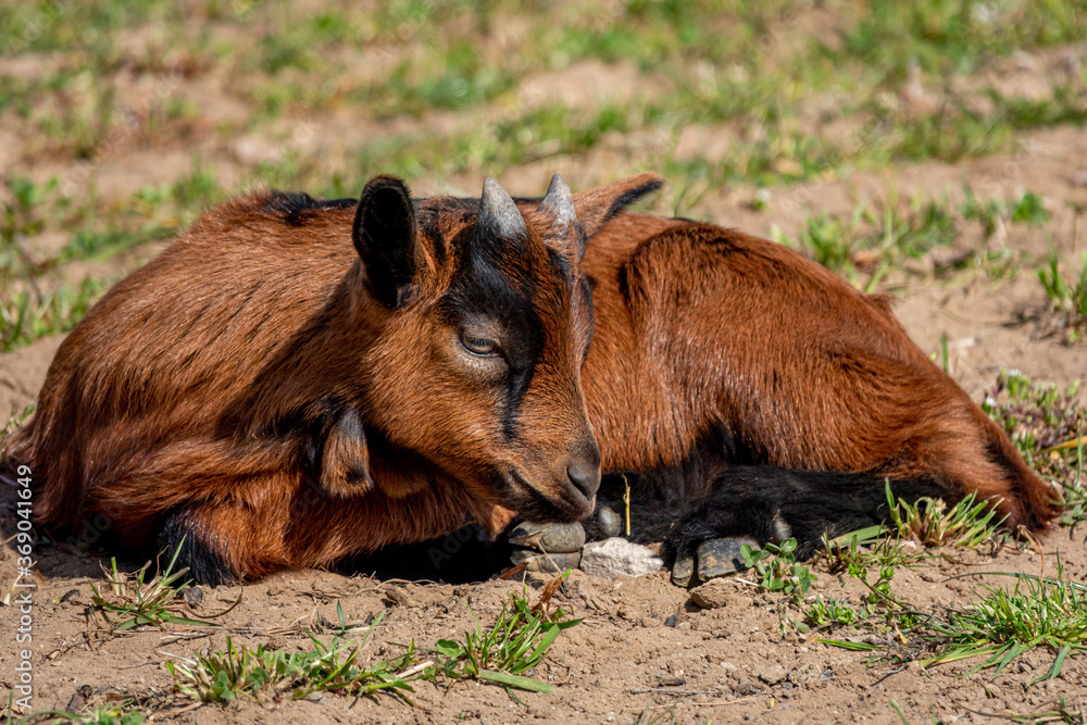 Obraz premium Young brown goat in grass field at spring