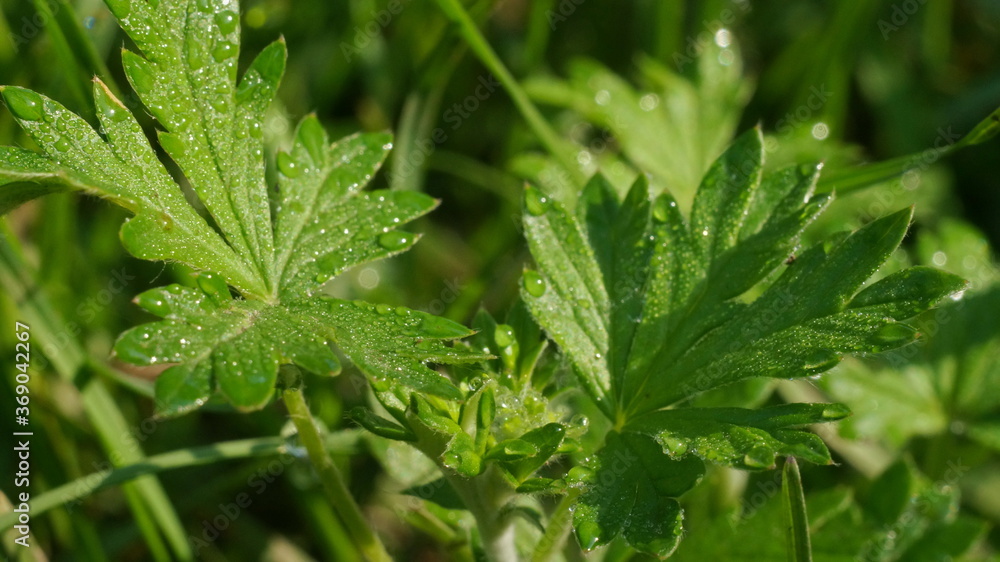 green leaves in the dew on the meadow green leaves in the dew on the meadow