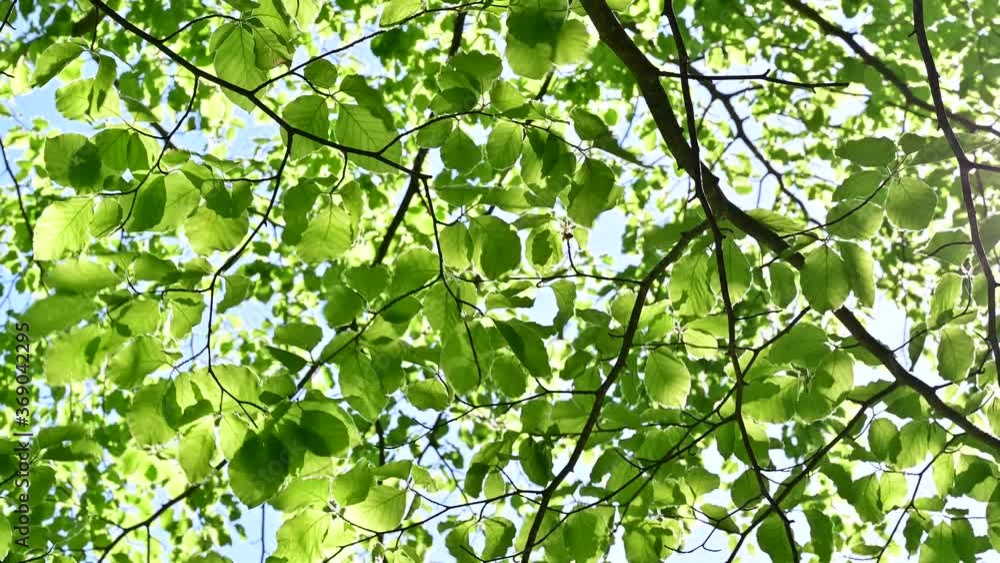 sun shining through green leaves in beech forest - clean environment and freedom conceptual footage sun shining through green leaves in beech forest - clean environment and freedom conceptual footage