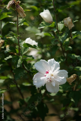 Double-petal, White Flower of Rose of Sharon in Full Bloom
