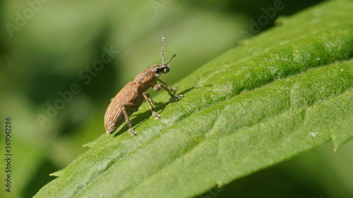 bug close-up on a green leaf