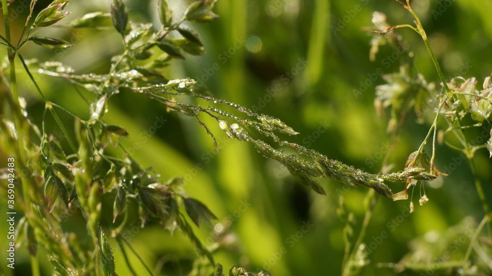 Obraz premium meadow grass in drops of dew