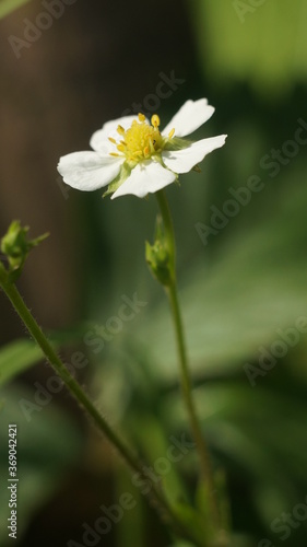  vertical long white flower on a blurred background                              