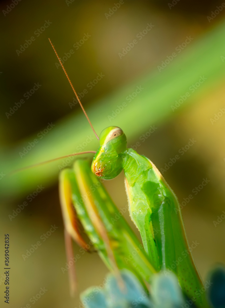 Close up of pair of Beautiful European mantis ( Mantis religiosa ) Close up of pair of Beautiful European mantis ( Mantis religiosa )