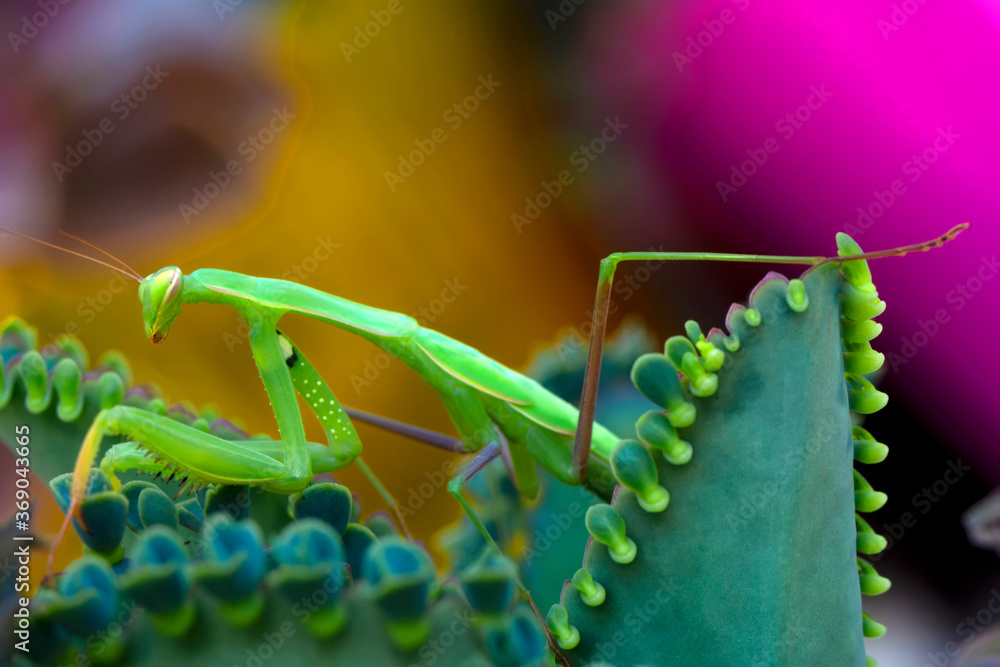 Naklejka premium Close up of pair of Beautiful European mantis ( Mantis religiosa )