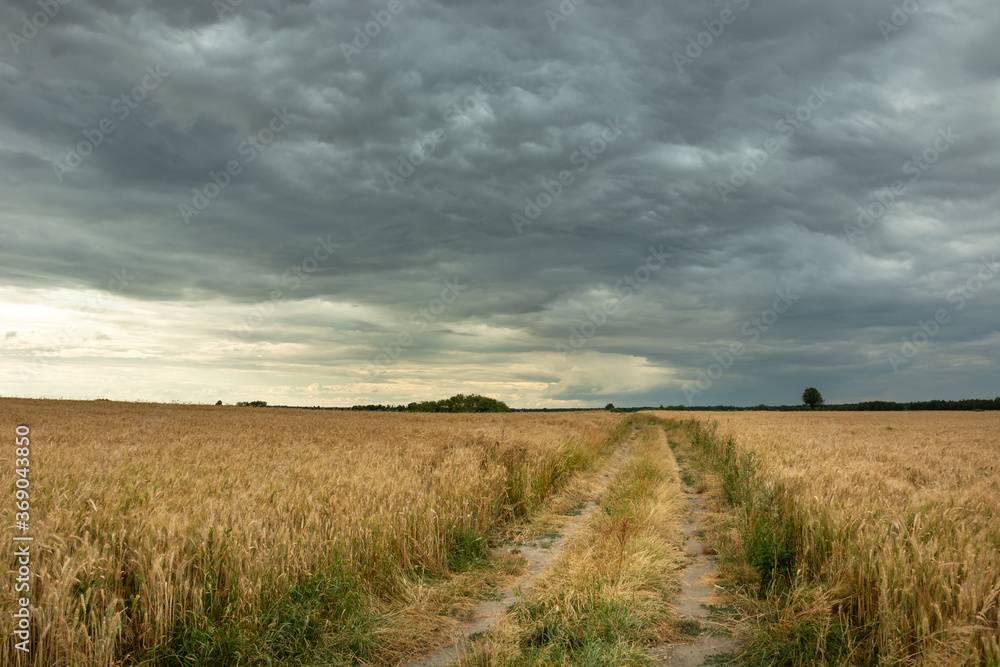 A rural road through fields with mature grain and spectacular dark clouds