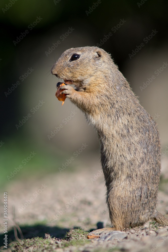 chipmunk on the ground chipmunk on the ground