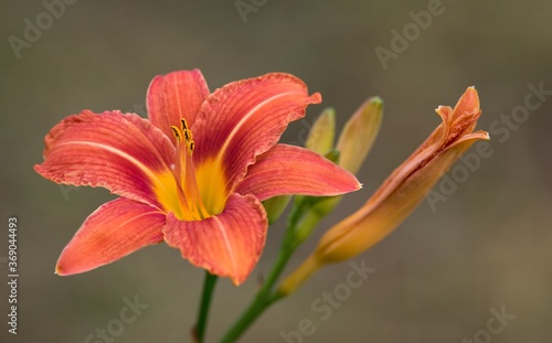 orange lily in the garden © venars.original