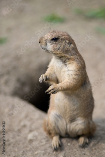 prairie dog on a rock