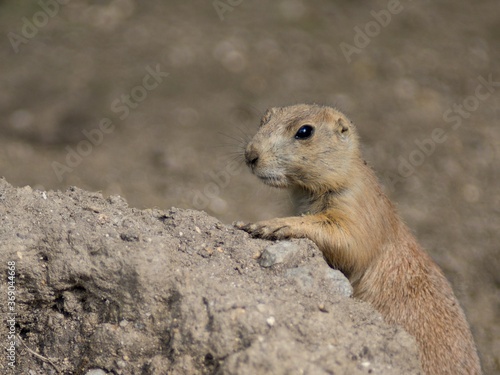 prairie dog on a rock