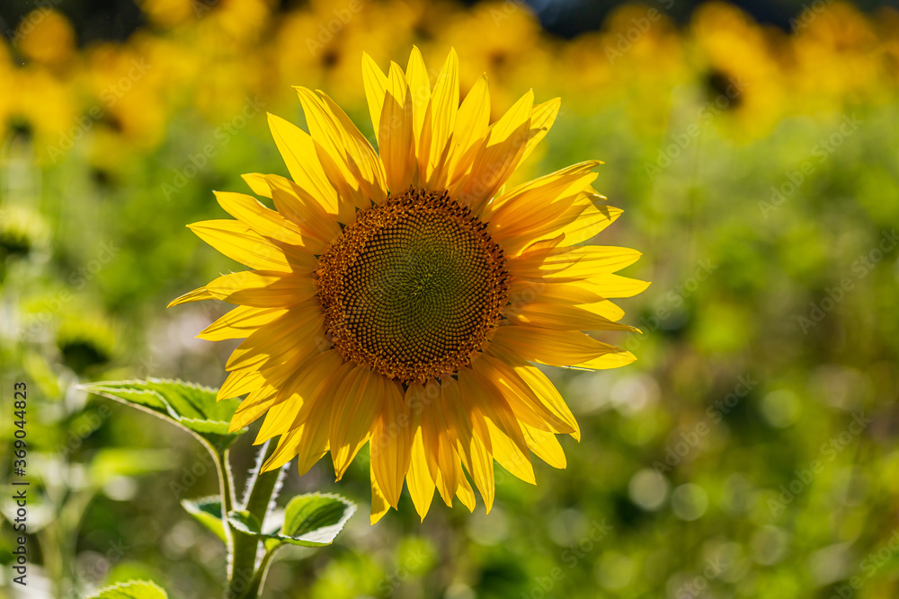 A Close Up of a Sunflower A Close Up of a Sunflower