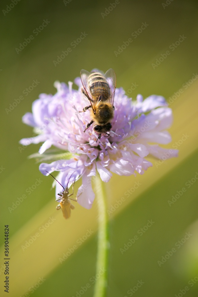bee on a flower bee on a flower