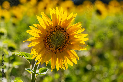 A Close Up of a Sunflower