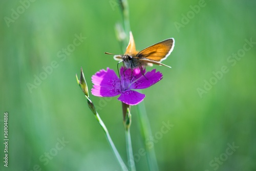 Brown summer butterfly Ochlodes sylvanus on a summer meadow sitting on a flower.