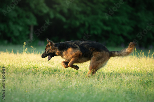 the dog runs on the grass. Active German Shepherd in nature. Pet for a walk. 