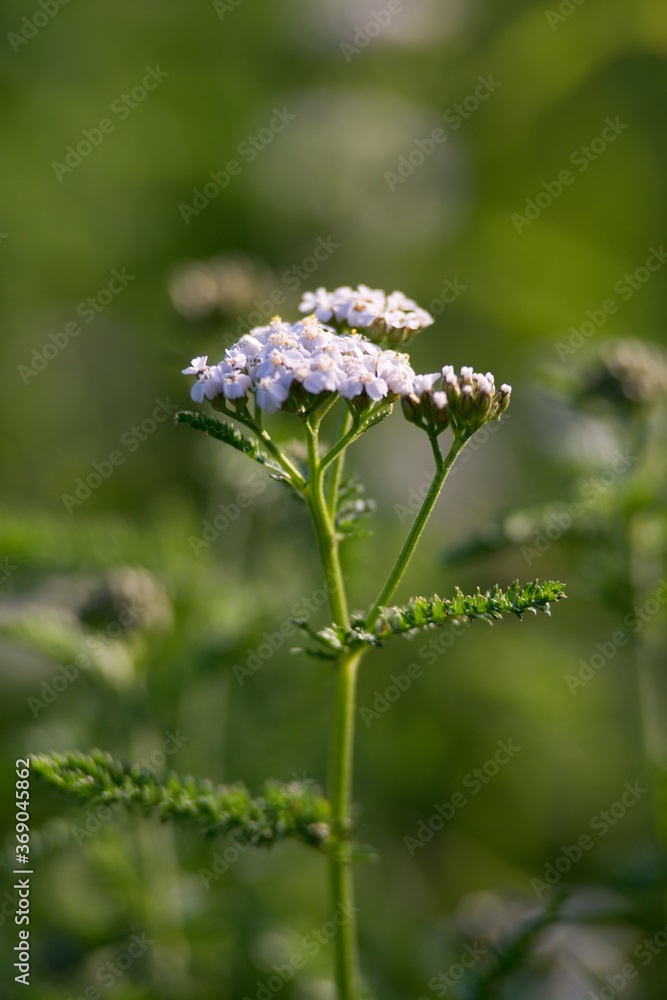 Ladder, Yarrow (Achillea millefolium) In folk medicine, it is used to improve appetite, stimulate the secretion of gastric juices and increase bile production, thereby improving digestion.