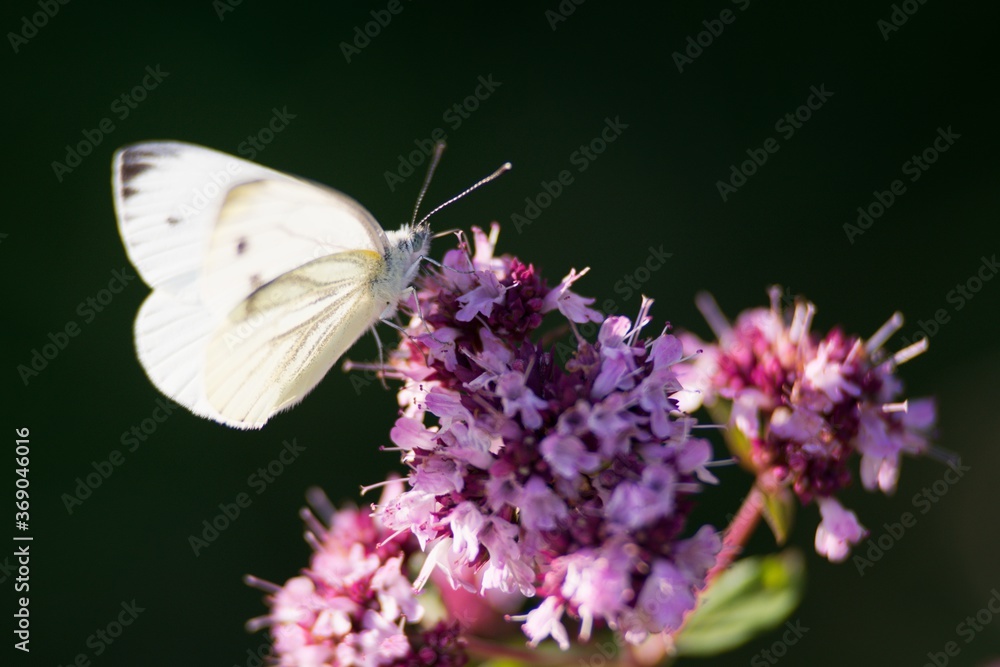 butterfly on flower