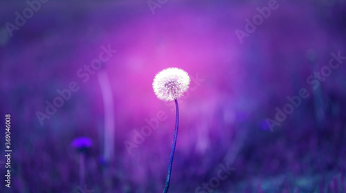 Beautiful photo background with purple dandelion