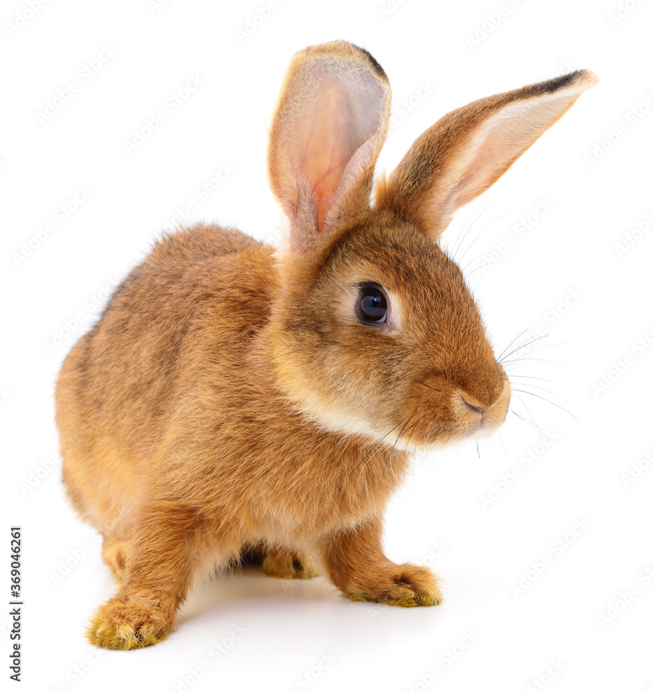 Obraz premium Brown rabbit on white.