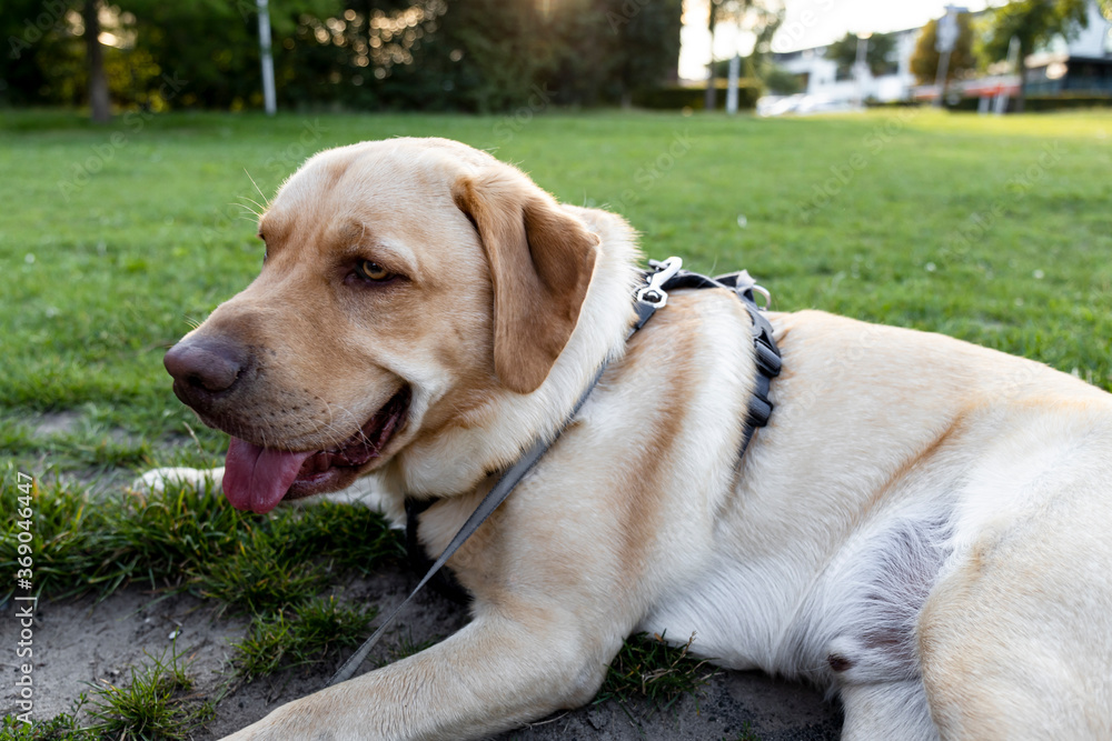Blonde dudley labrador on a leash laying on grass with its tongue out Blonde dudley labrador on a leash laying on grass with its tongue out