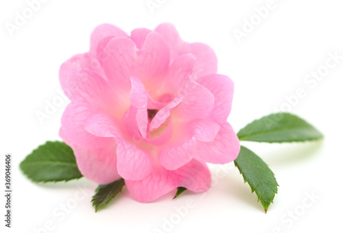 Beautiful pink rose.