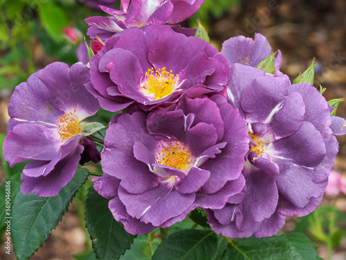 Closeup of the beautiful purple flowers of a rose, variety Rhapsody in Blue, in a garden