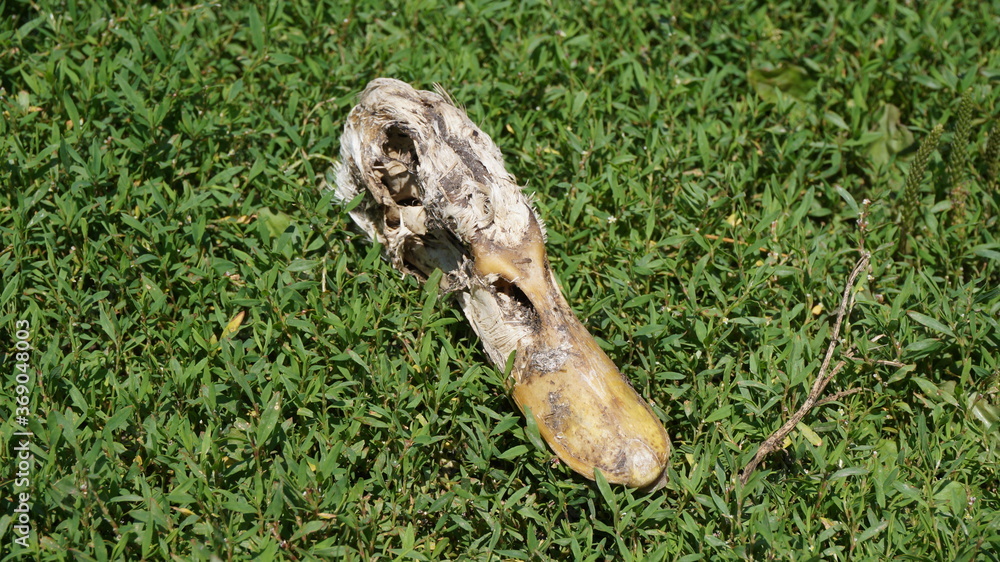 Obraz premium Head of a dead duck in the grass