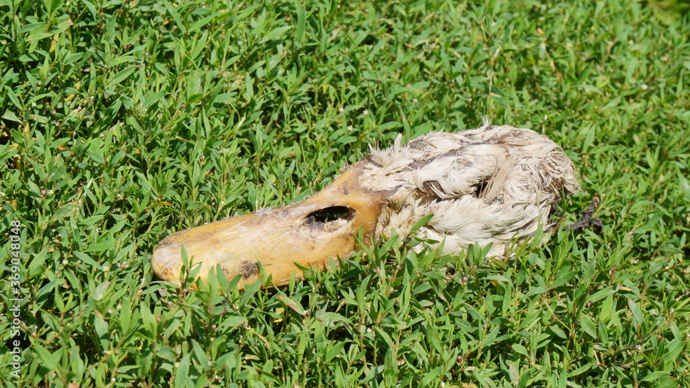 Fototapeta premium Head of a dead duck in the grass