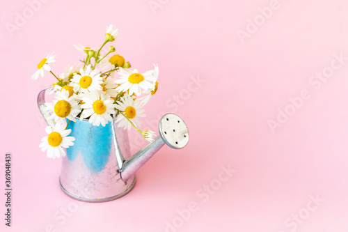Beautiful bouquet of white chamomile flowers in a tin watering can on a pink background. Copy space. Summer composition with flowers