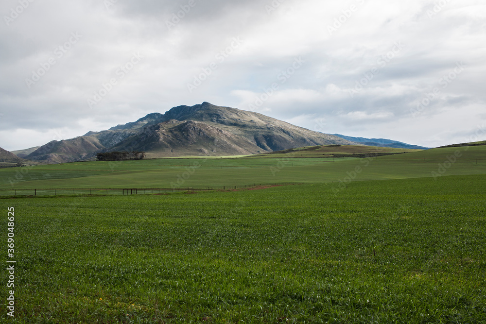 Canola field with hill in the distance and a cloudy sky Canola field with hill in the distance and a cloudy sky