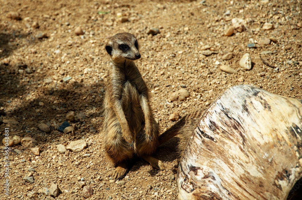 Fototapeta premium meerkat on guard