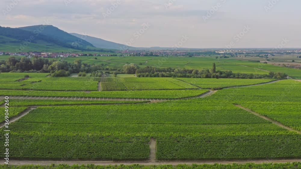 Aerial view of vineyards in Alsace France Aerial view of vineyards in Alsace France