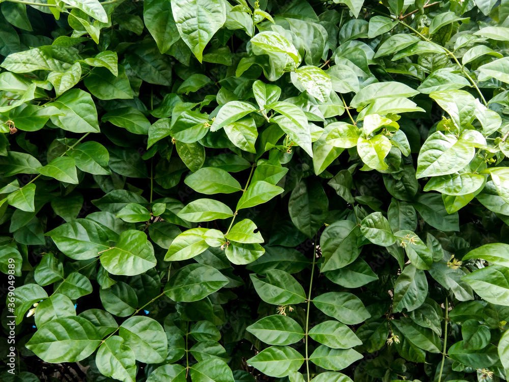Greenest foliage background in group. Greenest foliage background in group.