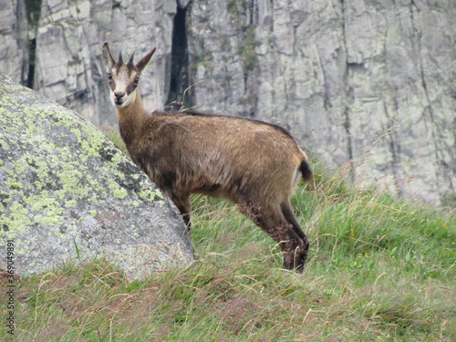 chamois