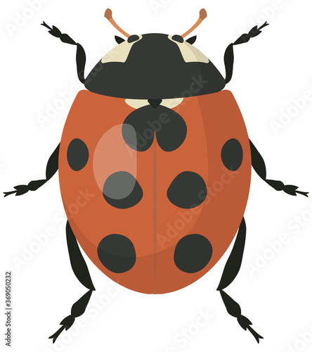 Ladybug in cartoon style. Beetle isolated in white background. © KurArt